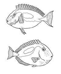 Tropical marine Surgeonfish in the aquarium and in nature. Colorful sea fish template. Coloring book for children and adults.	