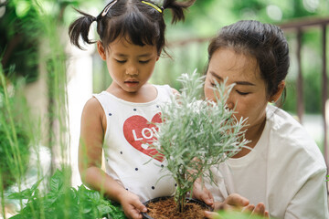 Wall Mural - Small girl helping her mother planting rosemary in plant pot.