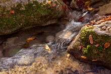 Autumn Leaves Float In A Mountain Stream.