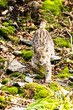 © vaclav - Lynx in green forest with tree trunk. Wildlife scene from nature. Playing Eurasian lynx, animal behaviour in habitat. Wild cat from Germany. Wild Bobcat between the trees