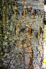 Natural Texture Of Old Cherry Tree Bark. Tree Bark Texture