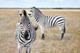 Fototapeta Konie - Zebras in grasslands of virgin steppes