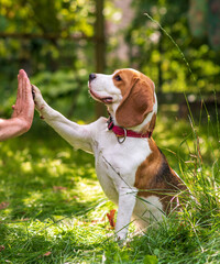 Wall Mural - Portrait of  cute beagle dog on a green meadow