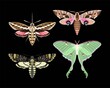 Vector set of high detailed night moths