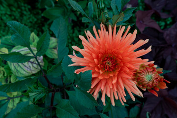 Field of cosmos flower