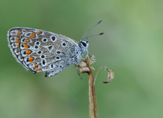 Wall Mural - Polyommatus icarus - diurnal butterfly on the forest flower in the dew in the first rays of the sun