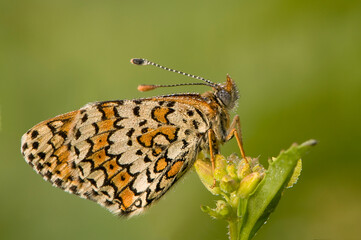 Wall Mural - Beautiful butterfly Melitaea in the early morning in a clearing among forest flowers in dew