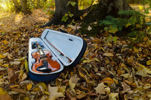Violin In Its Case, In A Natural Environment, Garden And