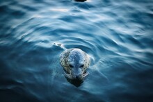 A Portrait Of An Earless Seal