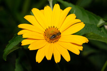 Pszczoła Na żółtym Kwiatku