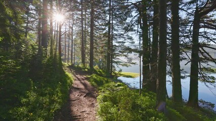 Fototapete - Camera moves along path through summer green forest on the shore of misty lake. Sun breaks through the branches of the trees. Durmitor National Park, Black Lake, Montenegro