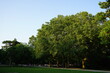 Große alte grüne Bäume im Licht der Abendsonne im Sommer bei blauem Himmel im Günthersburgpark im Nordend von Frankfurt am Main in Hessen