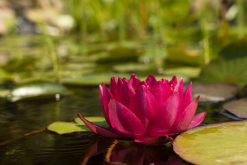 Wall Mural - Close up of red water lily flower seen from low angle with green plants in the blurred background