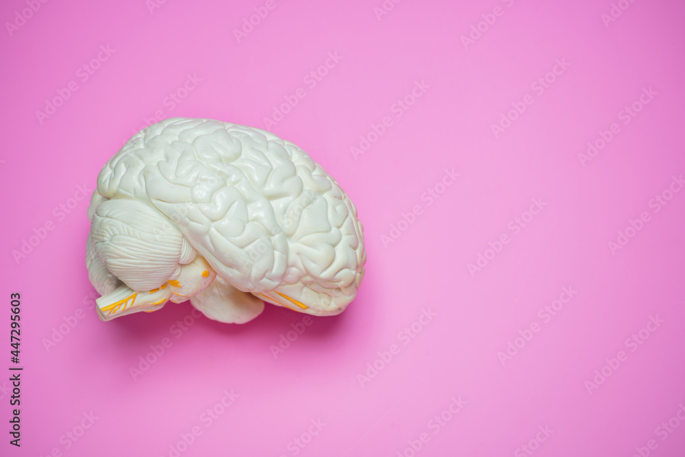 Photo of the human brain view from side - obrazy, fototapety, plakaty 