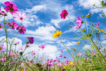 Wall Mural - colorful cosmos blooming in the beautiful garden flowers on hill landscape mountain.