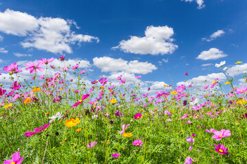 Wall Mural - colorful cosmos blooming in the beautiful garden flowers on hill landscape mountain.