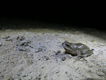 Mediterranean Tree Frog (Hyla Meridionalis) Grey In Ground