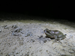 Canvas Print - Mediterranean tree frog (Hyla meridionalis) grey in ground