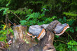 Red belted conk Growing on old tree trunk