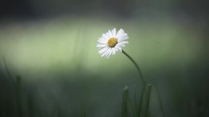 Wall Mural - Single daisy flower on spring meadow