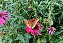 Great Spangled Fritillary Butterfly On Flower