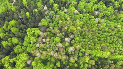 Wall Mural - Aerial drone flight over magical summer forest