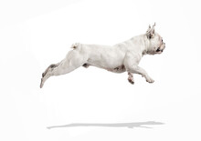 French Bulldog Running And Jumping Isolated On White Studio Background
