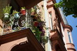 Grünpflanzen in Blumentöpfen auf einem alten Balkon mit Schmiedeeisen eines Altbau im Sommer bei blauem Himmel und Sonnenschein in einer Allee im Nordend von Frankfurt am Main in Hessen