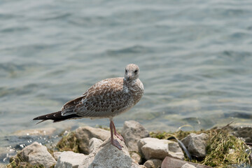 Wall Mural - female seagull on the beach