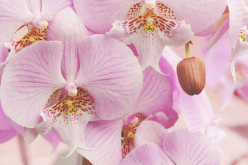 Wall Mural - Closeup of Blooming Pink Phalaenopsis Orchid Flowers Natural Floral Background