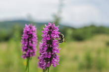 Honey Bee Pollinating On Purple Flower