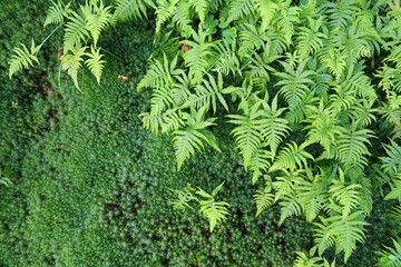 Wall Mural - Natural background - fern and moss