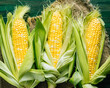 Fresh corn on the cob with green leaves
