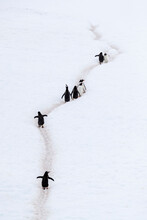Adult Gentoo Penguins (Pygoscelis Papua), Walking On Penguin Highways, Neko Harbor