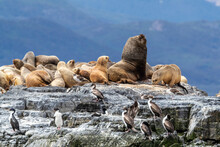 An Adult Male South American Sea Lion (Otaria Flavescens), Resting Amongst Adult Females Near Ushuaia, Argentina