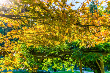 Sunlight Through Autumn Leaves 2