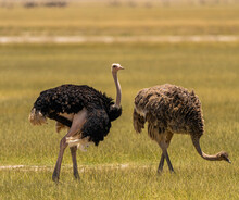 Two Ostriches (Struthio Camelus), In Amboseli National Park, Kenya