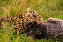 A Leopard (Panthera Pardus) Eating A Warthog In The Maasai Mara National Reserve, Kenya