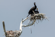 Cormorant In Nest