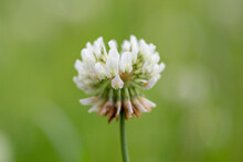 Trifolium Repens, The White Clover (also Known As Dutch Clover, Ladino Clover, Or Ladino), Is A Herbaceous Perennial Plant In The Bean Family Fabaceae. Macro Shot Of A White Clover (trifolium Repens) 