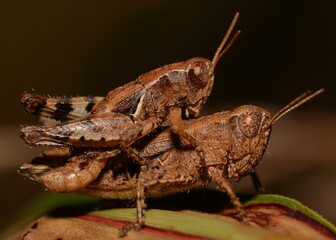 Wall Mural - Grasshoppers during mating.