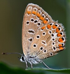 Wall Mural - Plebejus argyrognomon.