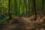 Fototapeta Natura - forest ordinary landscape summer season time natural scenic view with green foliage and empty dirt trail