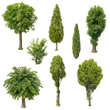 Set Of Deciduous Trees Isolated On White Background. Cut Out Green Tree. High Quality Clipping Mask For Professional Composition.