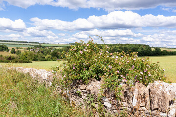 Wall Mural - Wild dog rose growing on a dry stone wall overlooking the Cotswold village of Compton Abdale, Gloucestershire UK