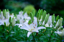 White Flowers Of Madonna Lily (Lilium Candidum) In Summer Garden As Green Selective Focus Natural Pattern Background For Copy Space.
