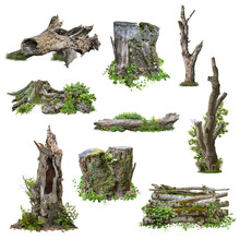 Set Of Cutout Tree Stump. Trunk And Mossy Tree Roots. Old Tree Stub Surrounded By Green Foliage. Dead Tree Isolated On White Background. High Quality Clipping Mask.