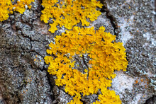 Yellow Lichen On Tree Bark