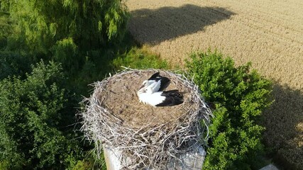 High above top view on the storks nest. Two Storks sitting in the nest 4k resolution drone video