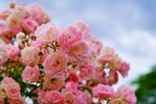 Pink La Fraicheur Climbing Rose Flower Growing In The Garden